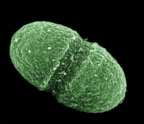Why Your Gut Microbes Love Intermittent Fasting