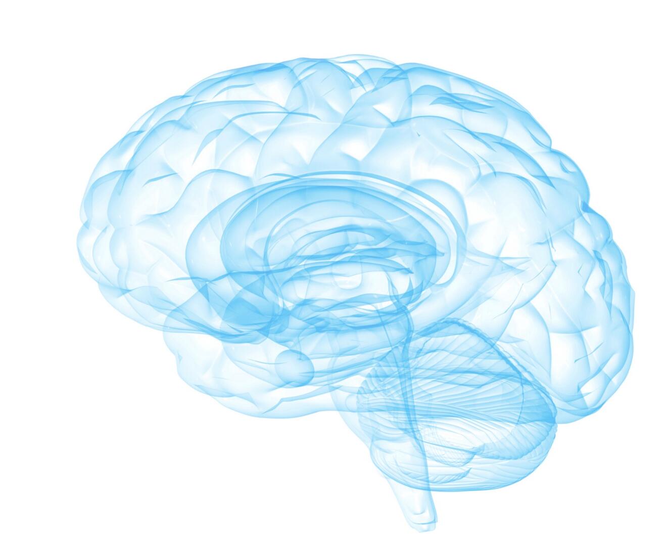 Brain