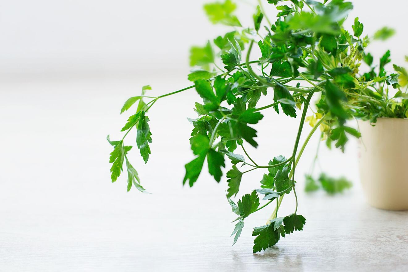 Indoor herbs